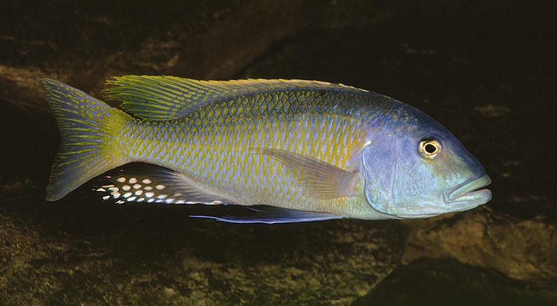 Buccochromis rhoadesii